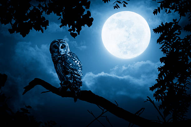 búho relojes atentamente iluminado por la luna llena - nocturnal animal fotografías e imágenes de stock
