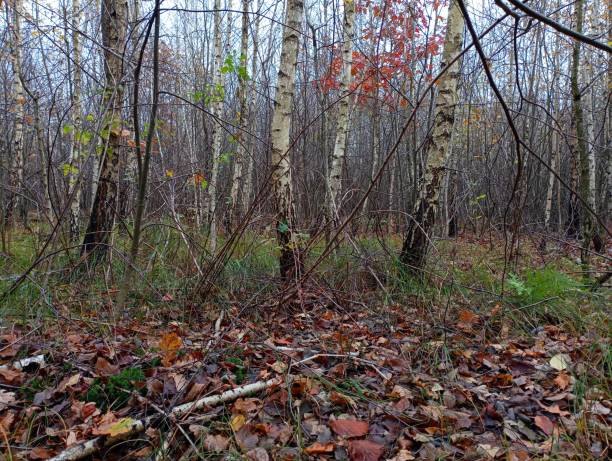 istock Birch grove in autumn. The white tree trunks rhythmically and harmoniously combine with each other. Fallen autumn leaves cover tall forest grass. 1822567736