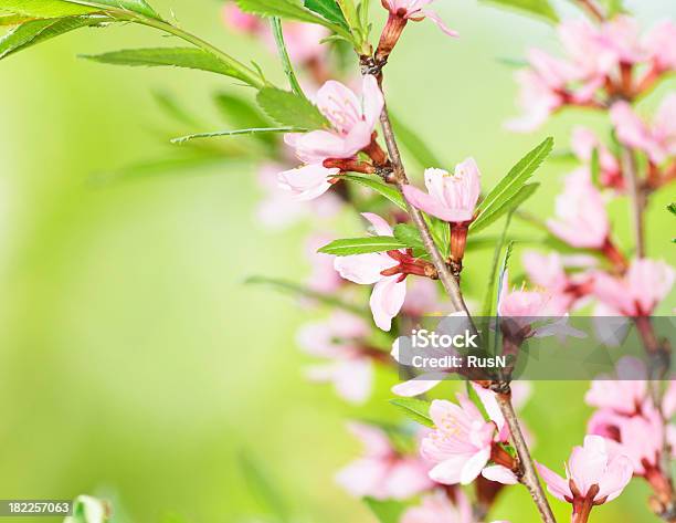 Sakura - zdjęcia stockowe i więcej obrazów Aromaterapia - Aromaterapia, Bez ludzi, Biały