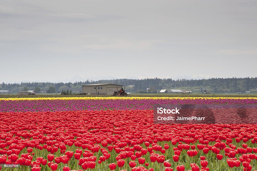 Tulips - Foto de stock de Amarelo royalty-free