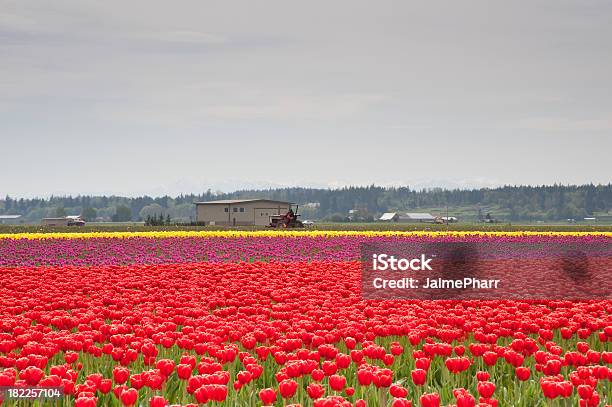 Foto de Tulips e mais fotos de stock de Amarelo - Amarelo, Beleza natural - Natureza, Botânica - Assunto