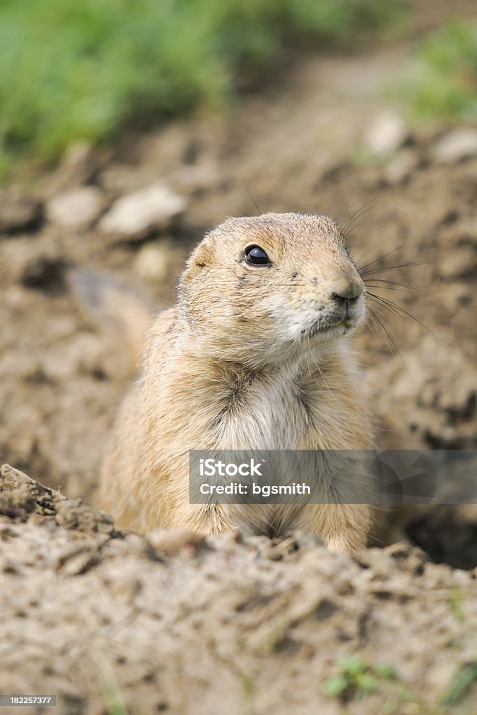 Perrito de las praderas de cola negra (Cynomys ludovicianus) - Foto de stock de Agujero libre de derechos