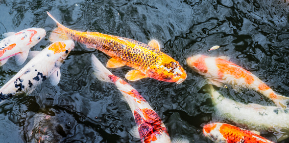 Close-up of large carp in an outdoor lake, looking for food near the water surface.