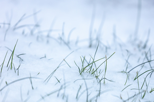 Close-up of grass in fresh snow