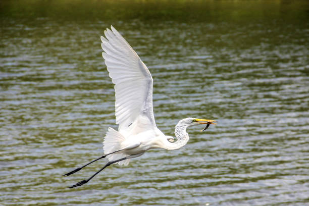 istock Heron at Porto Mocajituba 1822583097