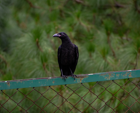 A crow sitting over a fence.