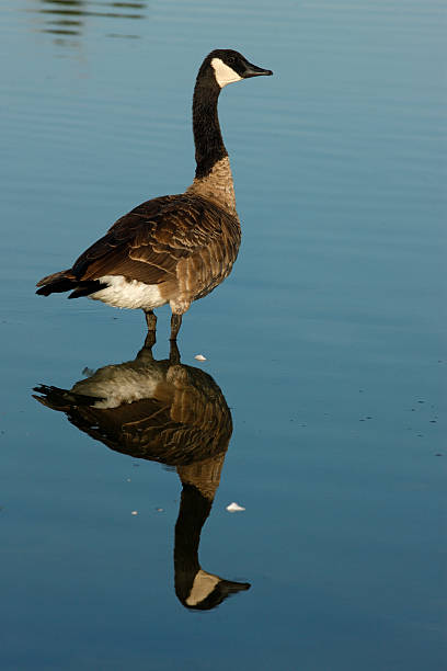 istock Canada goose, Branta canadensis 182258869