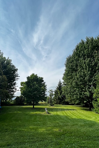 Freshly mowed grass yard with trees and golfer statue