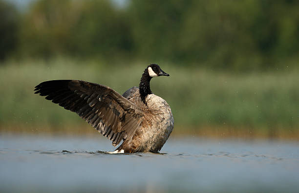 istock Canada goose, Branta canadensis 182259087