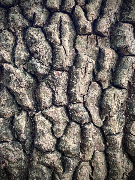 kora drzewa cedrowego tekstura tła, zbliżenie pnia drzewa, tekstura kory drzewa - driftwood pattern wood grain circle zdjęcia i obrazy z banku zdjęć
