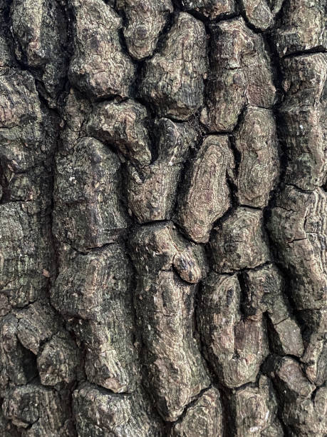 삼나무 나무 껍질 질감 배경,나무 줄기의 근접 촬영,나무 껍질 질감 - driftwood pattern wood grain circle 뉴스 사진 이미지