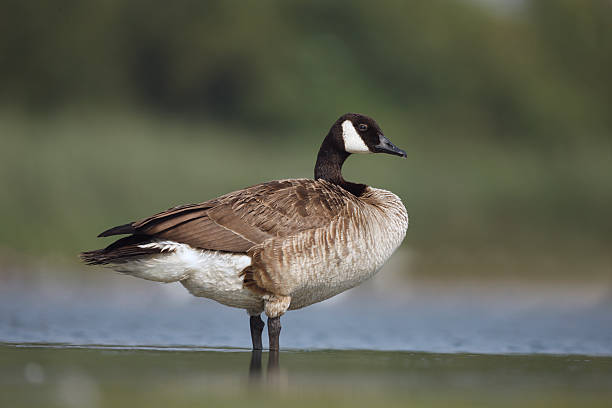 istock Canada goose, Branta canadensis 182259334