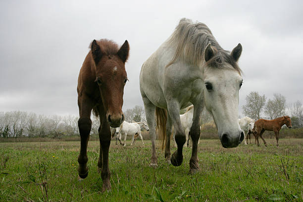 istock Camargue white horse 182259393