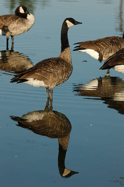 istock Canada goose, Branta canadensis 182259517
