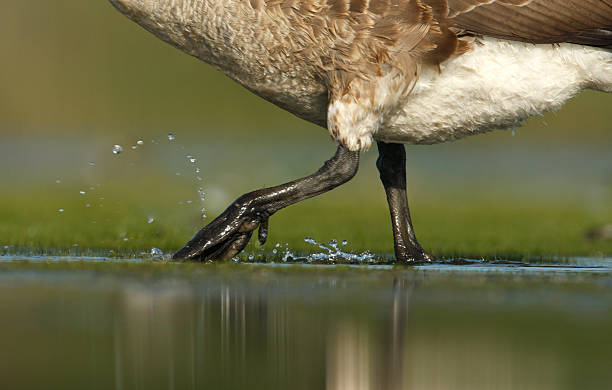 Canada goose, Branta canadensis