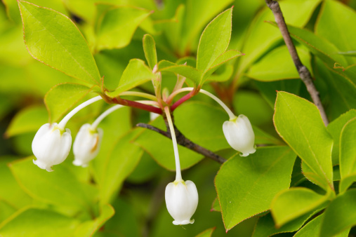 Enkianthus Perulatus is a shrub, or small tree, native to Japan.