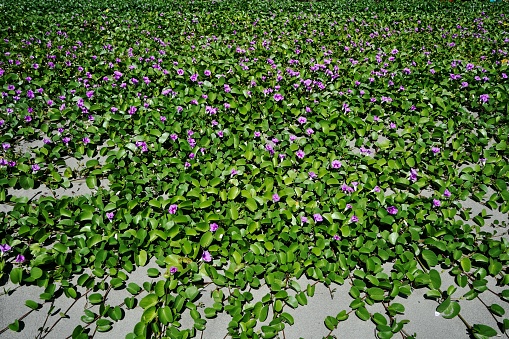 Image of bayhops a species of Morning Glories (ipomoea) flower on the beach