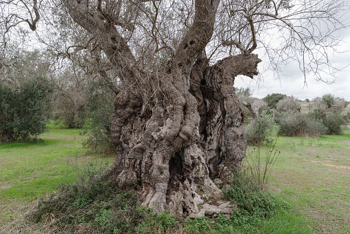 Centuries old olive tree, (oldest of Italy, estimated age of 3000 years), hit by bacteria Xylella fastidiosa, Borgagne, Salento, Puglia region, Italy