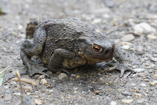 After a rainstorm, an Eastern American Toad (Bufo americanus) is hunched down on a concrete slab next to a cinderblock wall. Very shallow depth of field.