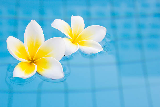 istock Frangipani On The Pool For Spa Concept 182261100