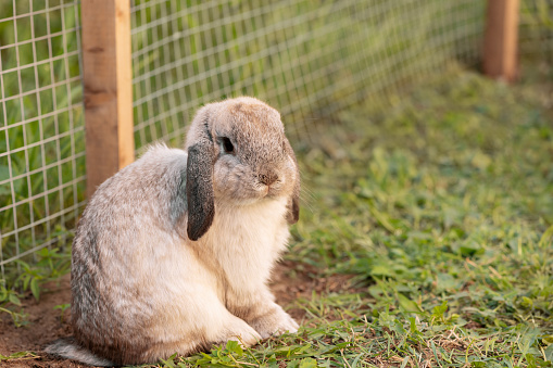 Rabbit sitting in outdoor aviary