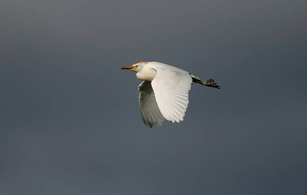 gado egret, bubulcus ibis - bird egret wildlife animal - fotografias e filmes do acervo