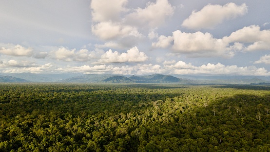 Aerial image of tropical rainforest with afternoon sunlight in the Gunung Leuser National Park area, Aceh Indonesia.