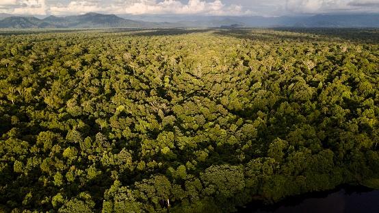 Aerial image of tropical rainforest with afternoon sunlight in the Gunung Leuser National Park area, Aceh Indonesia.