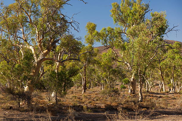 istock Eucalyptus on dry creek bed. Flinders Ranges. South Australia. 182261538