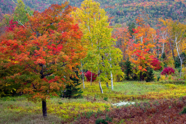 istock Colors of Autumn 1822616503
