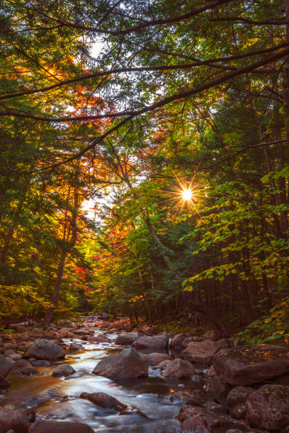 Rays of golden sunlight filter trhough a canopy of trees and illuminate the clear water of a mountain brook as it tumbles down a rocky stream bed.