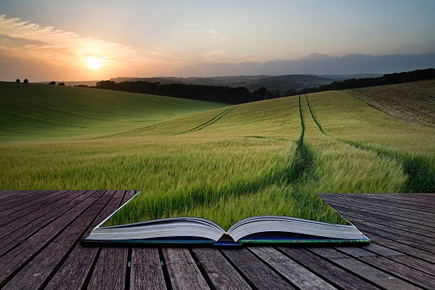 istock Creative concept book Summer landscape of wheat field 182261920