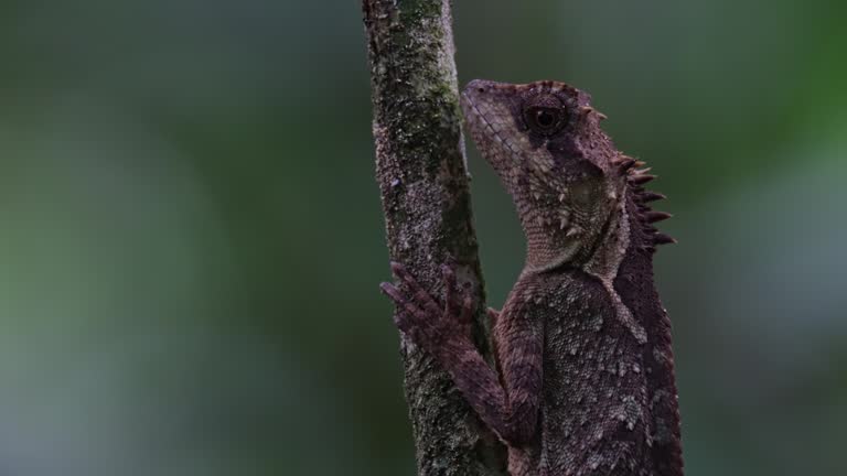 Closer look as if not moving but tilts its head a little, Scale-bellied Tree Lizard Acanthosaura lepidogaster, Thailand