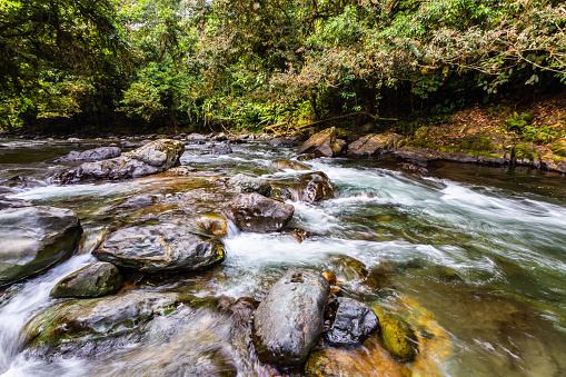 Andean choco river, a lot of green jungle, pure water and round rocks