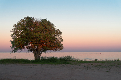 lonely tree on seashore at sunset