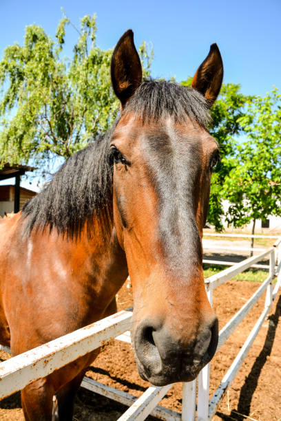 istock Horse on a farm 1822622504