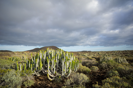 This is a landscape photograph of saguaro cacti filling the Sonoran desert landscape in Arizona on a spring day.