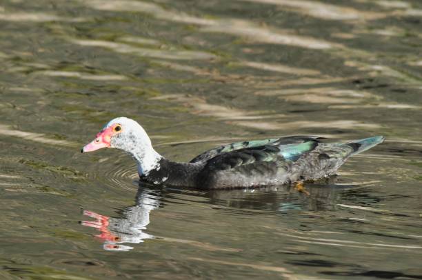 istock duck in water, photo picture digital image 1822623091