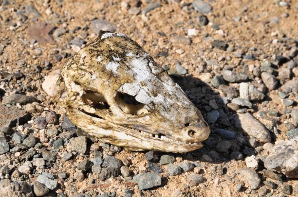 istock dry lizard skull bone of a lizard reptile snake 1822623095