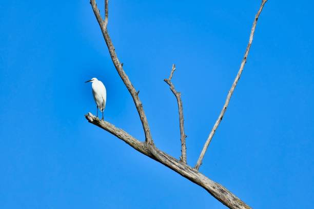 istock eegret egret White big bird on a tree 1822623235
