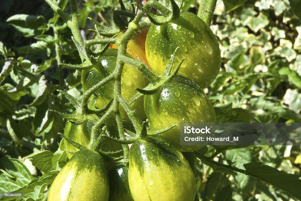 Truss de tomate - Foto de stock de Armação de Construção royalty-free