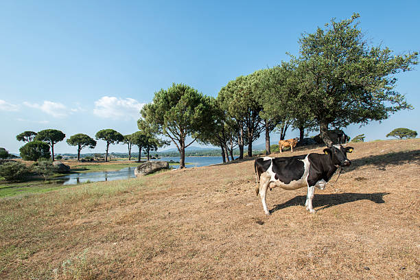vache avec plumb mamelle - mehrere tiere photos et images de collection