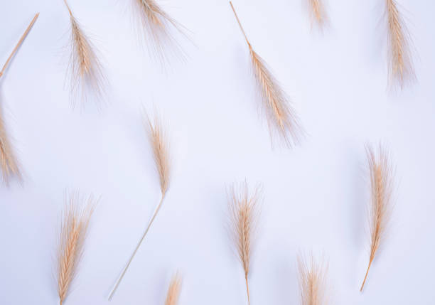 istock White background with spikelets .Countryside concept. Floral background 1822624749