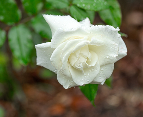 Front view of a JFK rose with raindrops