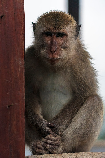 Indonesian monkey sitting on temple ruins, Nusa Penida island, Klungkung regency, Bali, Indonesia, Asia