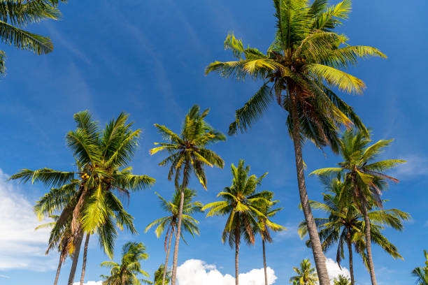 istock Palm trees in a sunny day 1822645225