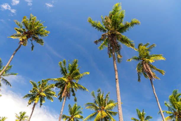 istock Tropical palms trees against blue sky 1822645242