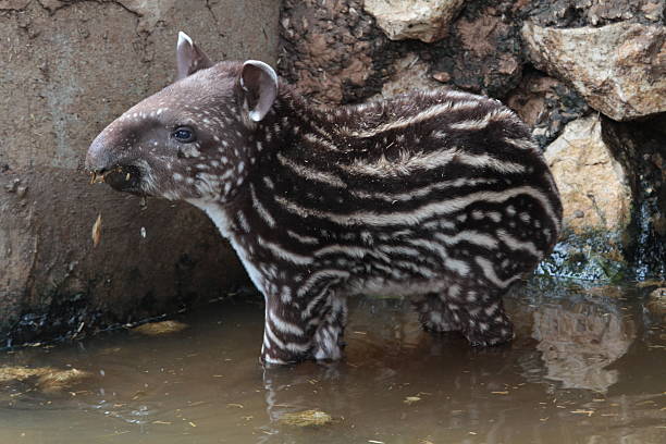 istock South American tapir 182264606