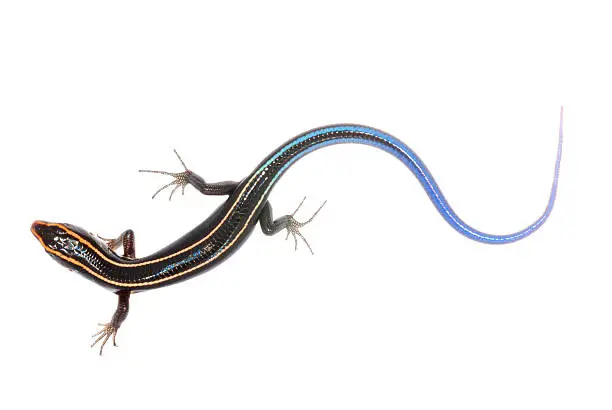 blue tail skink lizard isolated on white background