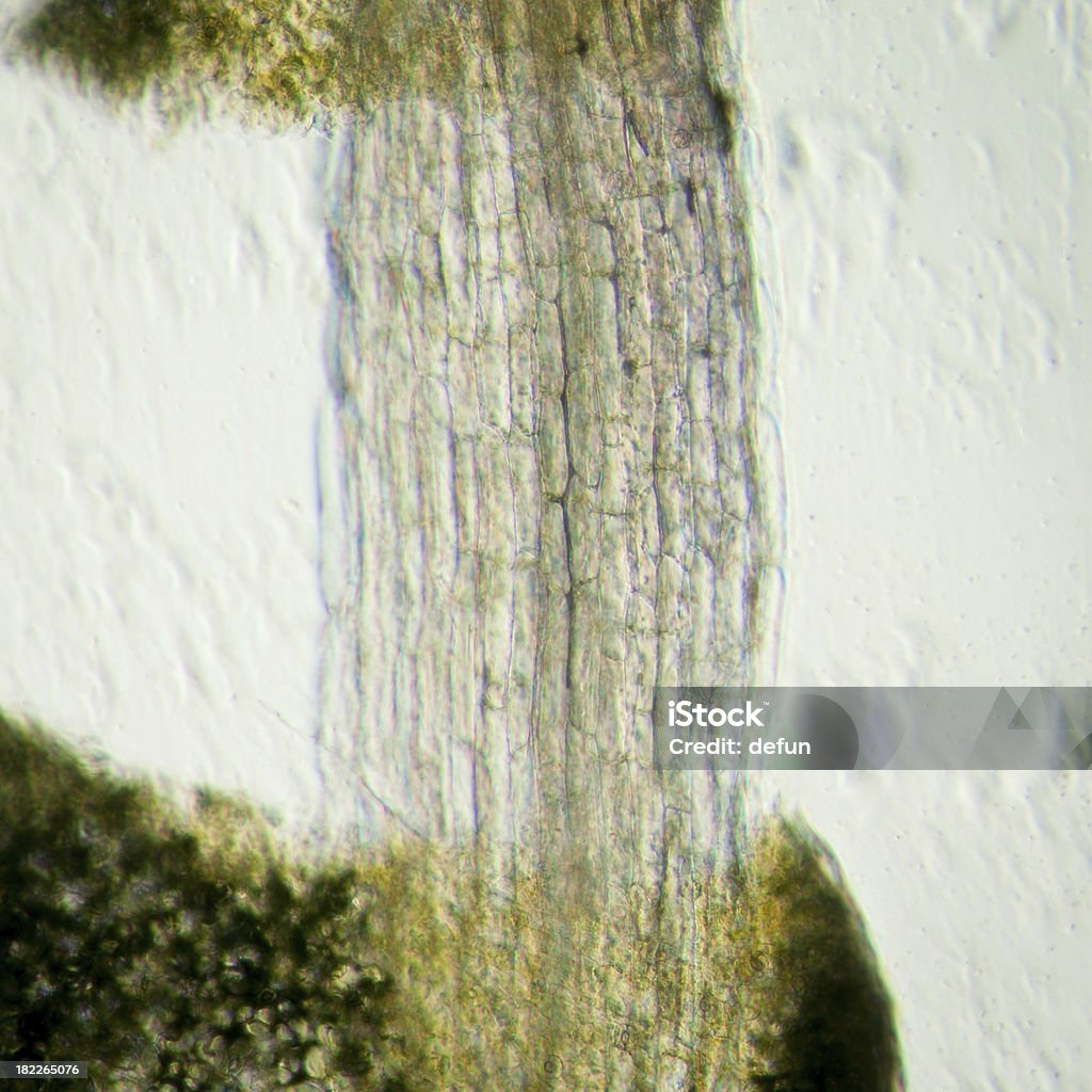 Растение arabidopsis thaliana основной ткани с микроволокнами - Стоковые фото Биология роялти-фри